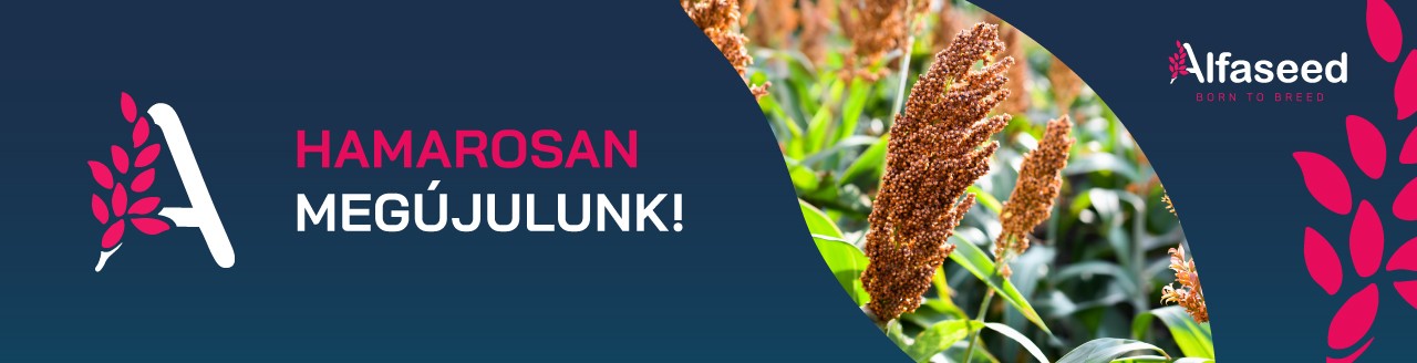 Alfaseed Kft. – Hamarosan megújulunk!